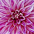 Purple Dahlia