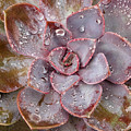 Echeveria