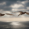 Pelicans Going Home