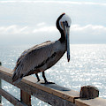 Oceanside Pelican