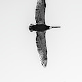 Black and White Pelican