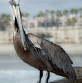 PoisedPelican