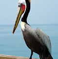 Pretty Pelican