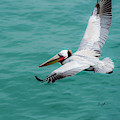 Sailing Pelican
